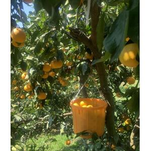 ともんちのみかん清見ジュース 720ml×3本(計2160ml)【E91-1】【1639242】