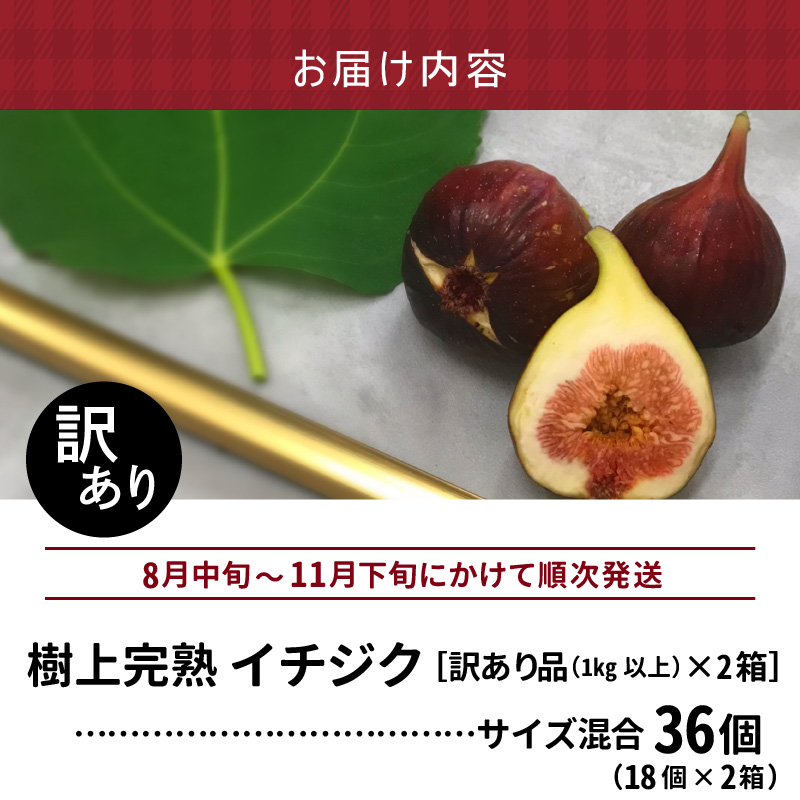SDGs米糠循環農法で育てた樹上完熟イチジク　訳あり品1キロ以上（サイズ混合18個）×2箱【産地直送2026年8月より順次出荷】＿イチジク 訳あり品 1キロ 以上 サイズ 混合 18個 × 2箱 SD