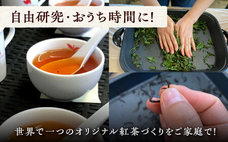 おうちで 紅茶 づくり 体験キット（Webショップで使えるクーポン付）《対馬市》【つしま大石農園】 国産 ティー[WBE010] コダワリ紅茶 こだわり紅茶 おすすめ紅茶 おススメ紅茶 人気紅茶 定番