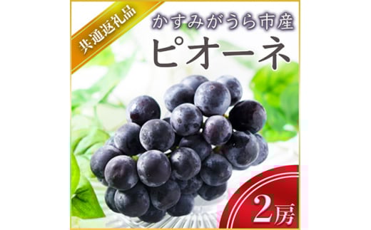＜2025年7月より順次発送予定＞ピオーネ　2房(県内共通返礼品:かすみがうら市産) (BR054)