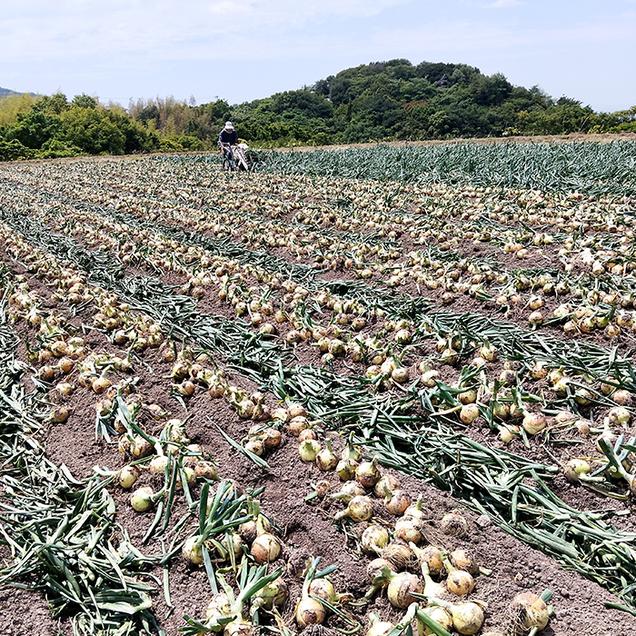 五斗長たまねぎ 5kg　　[玉ねぎ 玉葱 タマネギ 玉ねぎ 淡路