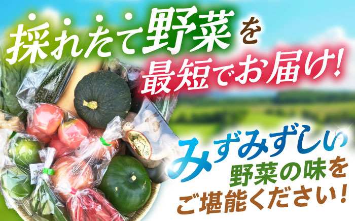 諫早産野菜の詰め合わせ(8～9品目程度) / 季節 旬 野菜 春野菜 夏野菜 秋野菜  / 諫早市 / 肥前グローカル株式会社 [AHDI004]
