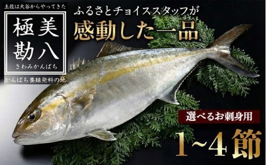 
                  カンパチ 勘八 お刺身に 1節 ～ 4節 セット | 極美勘八 人気 高級 魚 産地直送 新鮮 かんぱち しゃぶしゃぶ 鍋 照り焼き 漬け丼に 刺し身 刺身 さしみ 生 冷蔵 鮮魚 魚介類 刺身セット 11000円 16000円 21000円 30000円 三万円 品 高知県 須崎市 MM012-all
                