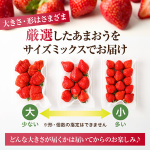 【先行予約】【アフター保証】 「博多あまおう」約250g×2パック【2月上旬～3月発送】【JAほたるの里】_HA1937 ふるさと 納税 果物 フルーツ 甘い イチゴ 苺 あまおう デザート 旬 手土