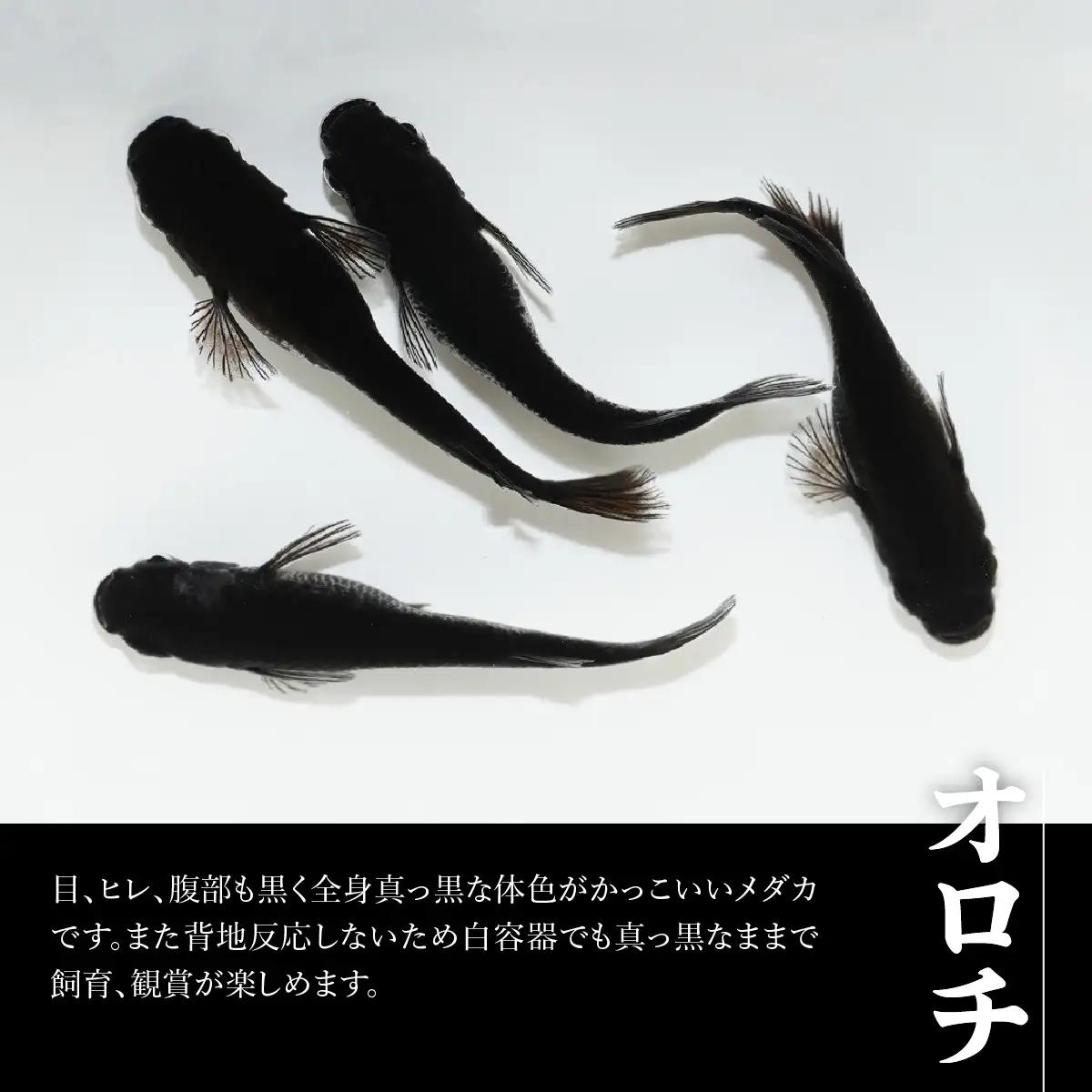 メダカ「オロチ」4匹セット HNNAD005