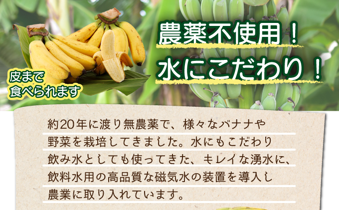 希少！こだわりの水を使い「森ような畑」で栽培する、仲原さんのバナナ【 沖縄県石垣市 沖縄 石垣 石垣島 石垣島産 バナナ ばなな 農薬不使用 化学肥料不使用 離島のいいもの 沖縄いいもの石垣島 】OI