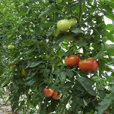 ふるさと納税 紀の川市 完熟トマトピューレ |  | 01