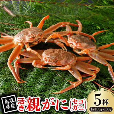 【ふるさと納税】【先行予約】鳥取県産 活 親がに(セコガニ)100～130g×5杯 2026年11月発送【配送不可地域：離島・北海道・沖縄県・東北・信越、北陸】【1653996】