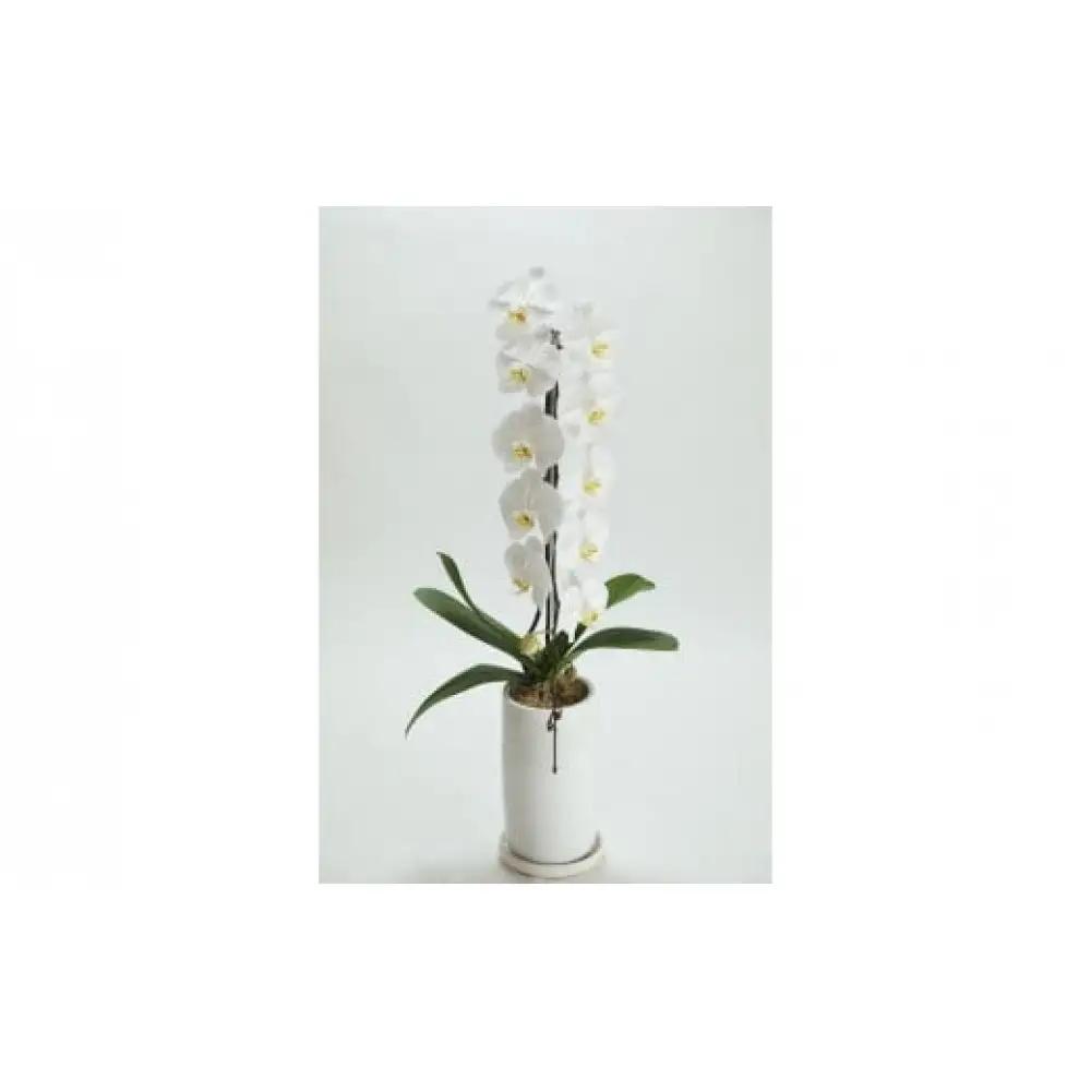 季節ごとに届く、えらべるお花　Mサイズ（4回お届け）【季節ごとに届く、えらべるお花 Mサイズ フラワーライフ 世界らん展 フラワードリームジャパンカップ フラワーアレンジメント 6種類のフラワースタイ