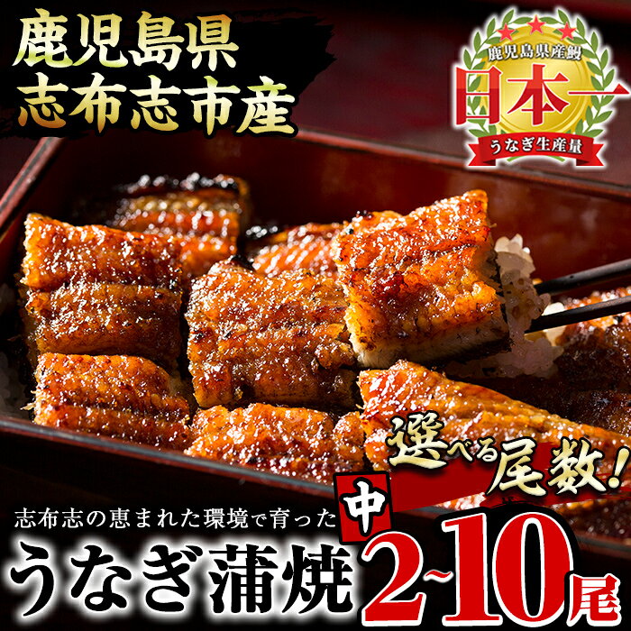 《丑の日までにお届け》鰻生産量日本一の鹿児島県産！うなぎの大楠＜中＞4尾セット計520g(130g×4)国産ウナギの蒲焼きを冷凍真空パック・たれ付きでお届け！【大楠鰻】b0-070