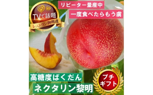 ＜高糖度ばくだんネクタリン黎明＞桃グランプリ日本一受賞&4年連続TV出演で話題2025年7月中旬発送【1465188】