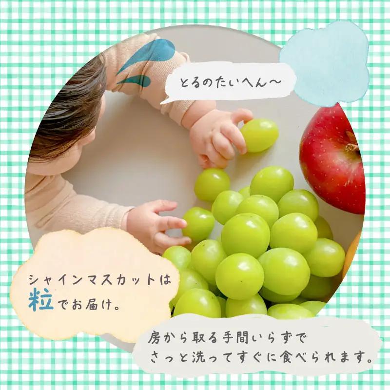 【2026年オンタイム】シャインマスカット 約2.0kg （粒）