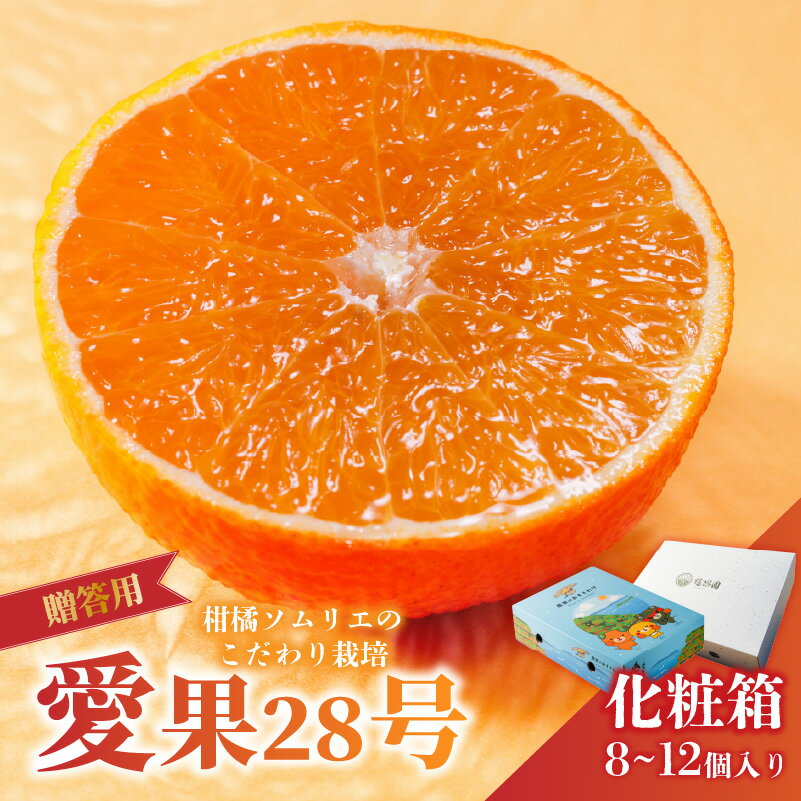 【ふるさと納税】 愛果28号 (紅まどんな と同品種) 選べる 化粧箱 8～12玉 【先行予約 2026年11月下旬より順次発送】 | あいか 高級 みかん 愛媛 まどんな 柑橘 果物 くだもの フルーツ おすすめ 人気 お取り寄せ グルメ ギフト 期間 数量 限定 愛媛県 松山市 蓮果園