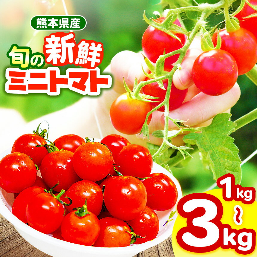 【ふるさと納税】玉名市産 旬の新鮮ミニトマト 1000g/1500g/3000g | ミニトマト とまと トマト 新鮮 熊本 玉名