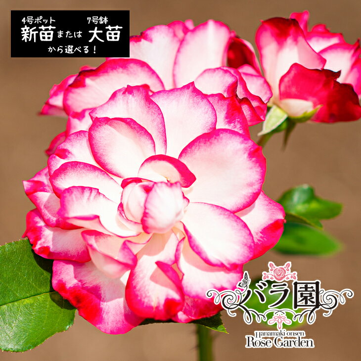 【ふるさと納税】花巻温泉バラ園 オリジナル品種「ホリデー花巻」 ＜選べる！新苗（6～7月発送）or 大苗（3～10月発送）＞ 薔薇