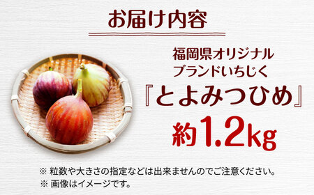 福岡県オリジナル品種　高糖度プレミアムいちじく　とよみつひめ約1.2kg／2026年9月～10月頃より発送予定[ADCF015]