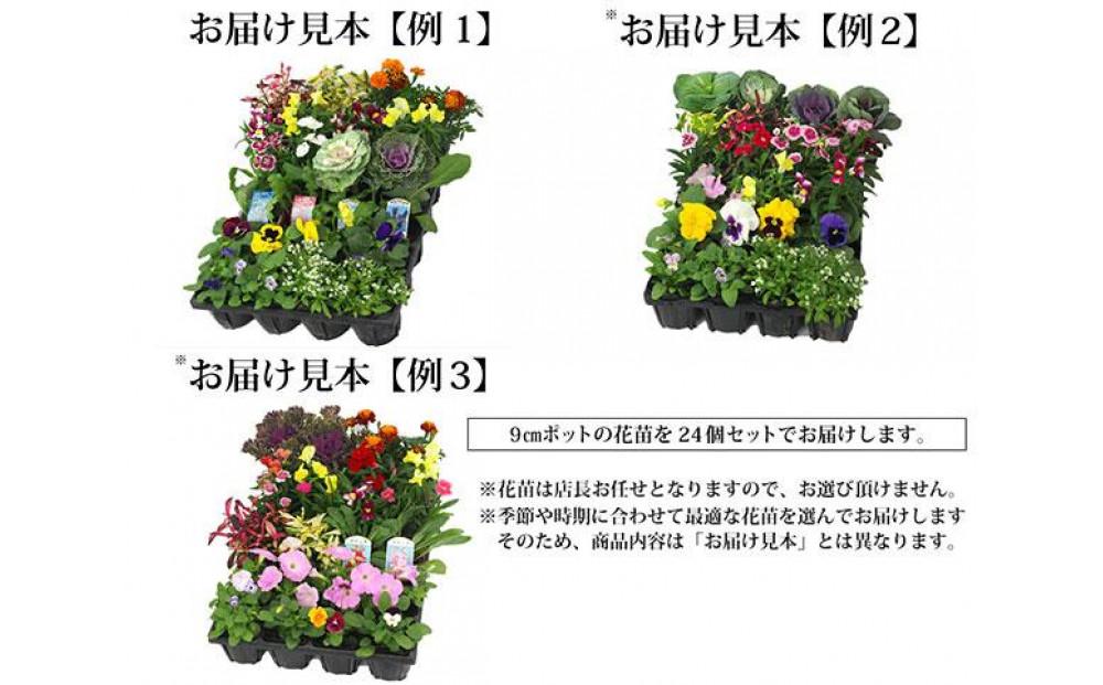 季節の花苗24苗セット