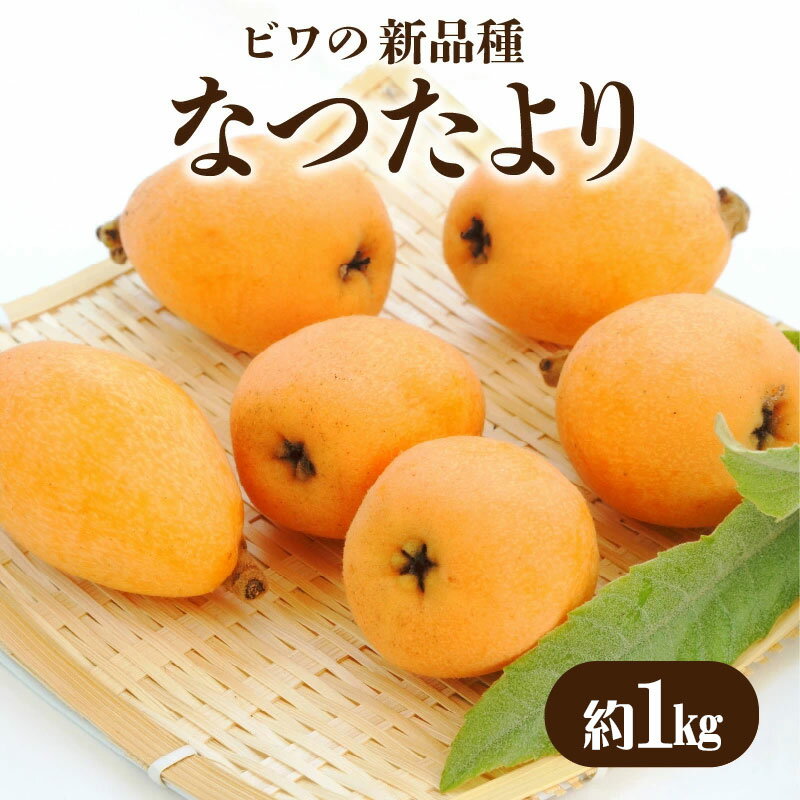 【ふるさと納税】【先行予約】【配送不可地域：北海道・沖縄県・離島】ビワの新品種 「なつたより」 約1kg 新種 びわ 大玉 糖度 酸味 枇杷