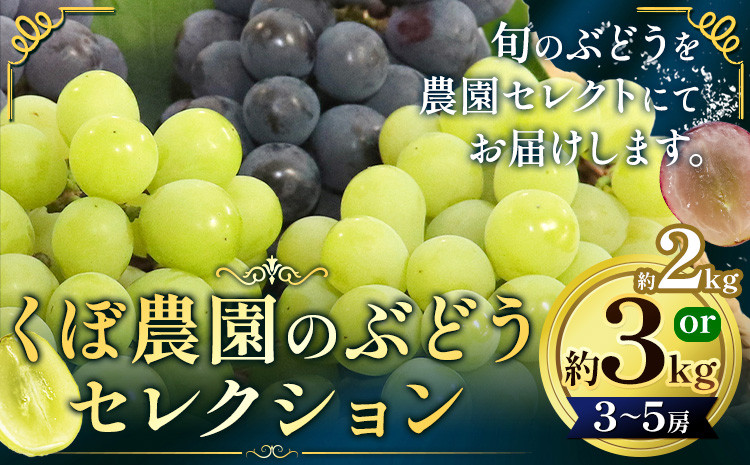 
            シャインマスカット【2025年先行予約】くぼ農園 の ぶどう セレクション 約 2kg ( 3～4房 ) または 約 3kg ( 4～5房 ) くぼ農園 《2025年9月上旬-11月下旬頃出荷》マスカット 送料無料 岡山県 浅口市 マスカット フルーツ 果物 贈り物　シャインマスカット ニューピオーネ 瀬戸ジャイアンツ
          