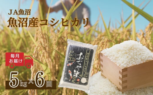 【6か月定期便(毎月発送)】 令和7年産新米 魚沼産コシヒカリ 精米5kg(5kg×1袋)×全6回 ※2025年10月上旬から発送予定 JA魚沼 【0002-JA05DB00-01】