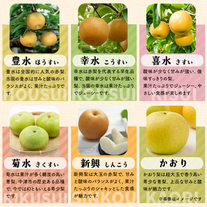 西江豊水園の菊水梨 約3kg ( 8個前後 ) | フルーツ 果物 くだもの 果実 数量限定 旬 完熟梨 梨 なし ナシ 菊水 菊水梨 和梨 3kg 3キロ 新鮮 産地直送 大分県産 九州産 国産 大