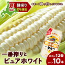 【ふるさと納税】2025年夏発送 キリン一番搾り 350ml 12缶＆白いとうもろこしピュアホワイト10本 北海道千歳産 野菜 とうもろこし とうきび キリンビール 麒麟ビール 【北海道千歳市】ビール ギフト ふるさと納税 麒麟 KIRIN