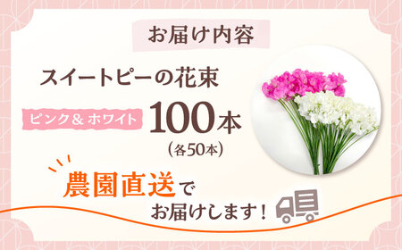 【先行予約】【生産農家直送！】スイートピー 花束 100本（ピンク＆ホワイト）【木下農園】[IBW005]