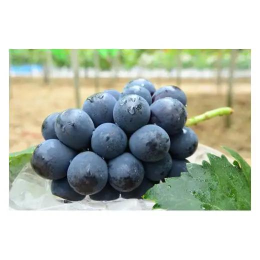 ピオーネ 約2.4kg 4房 岡山県新見市 【 先行予約 2026年9月中旬～10月上旬発送】
