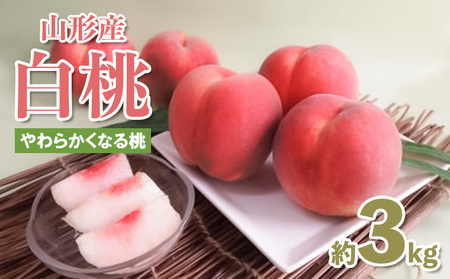 山形産 白桃約3kg(7～11玉) (やわらかくなる桃) 【令和8年産先行予約】FS25-081