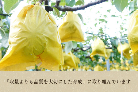 【2026年先行予約】たかはし果樹園 謹製 新潟特産 幻の洋梨ル・レクチェ 青秀品 約3kg 《11月下旬～順次配送》
