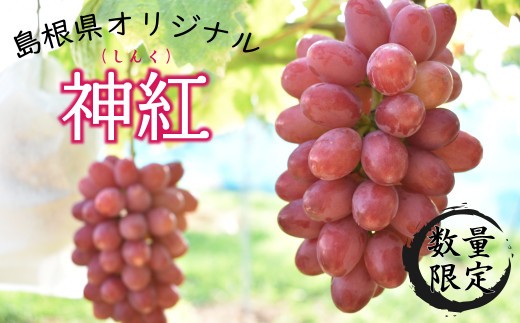 
                  【先行受付】島根県オリジナルぶどう 神紅 2房 【2026年 島根県 オリジナル 品種 ブドウ 葡萄 ぶどう 種なし 皮ごと 先行予約 高糖度 甘い おすすめ お取り寄せ 安来市】【52-WK-01】
                