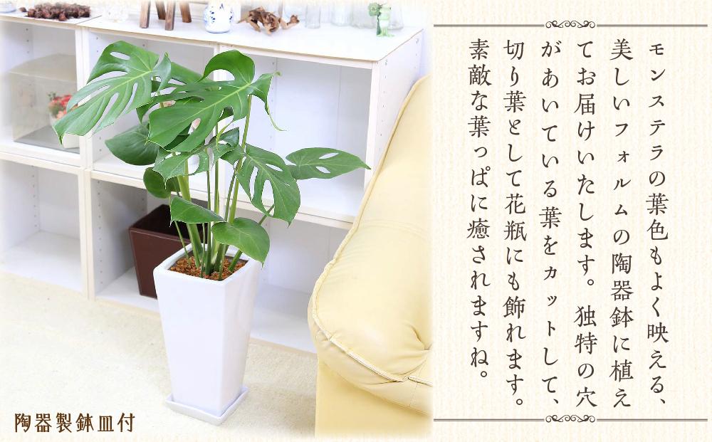 【観葉植物】モンステラ 7号 スクエア陶器鉢 ストレート 土の表面:ウッドチップ ｜観葉植物 インテリア 部屋 おしゃれ 福岡県筑前町 送料無料