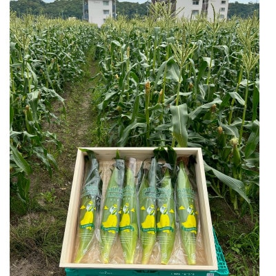 【2026年6月〜7月順次発送】とうもろこし 30本 甘々娘(A品) 朝採り スイートコーン【配送不可地域：離島・北海道・沖縄県・東北・中国・四国・九州】【1713801】