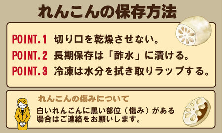 【受付開始】佐賀県産泥付きレンコン（3kg） A095-001