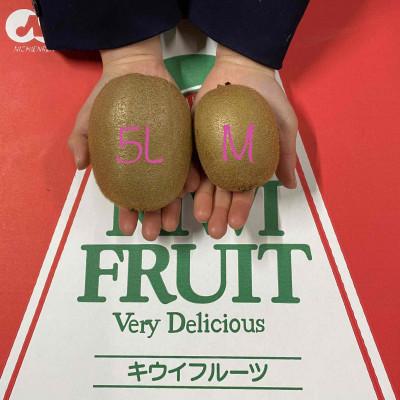 ふるさと納税 紀の川市 【和田果樹園】5Lサイズの大玉　秀品　紀の川市産キウイフルーツ　ヘイワード |  | 01