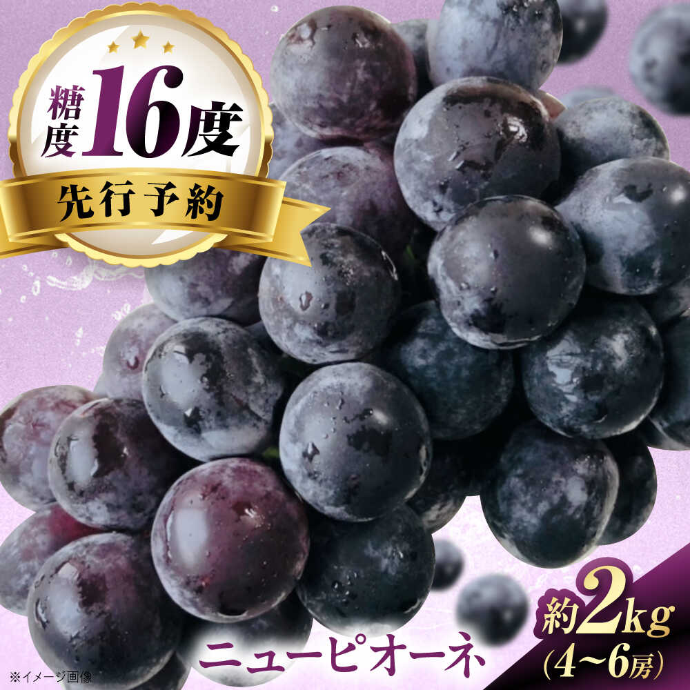 【ふるさと納税】【先行予約】ニューピオーネ 約2kg1箱（4房〜6房）＜2026年8月中旬から発送＞/ ニューピオーネ ぶどう ブドウ 葡萄 愛媛県 愛媛 内子町 フルーツ 果物 送料無料 美味しい おすすめ 人気 特産品 四国 国産 【有限会社ふじブドウ園】[BKCW004] 21000 21000円