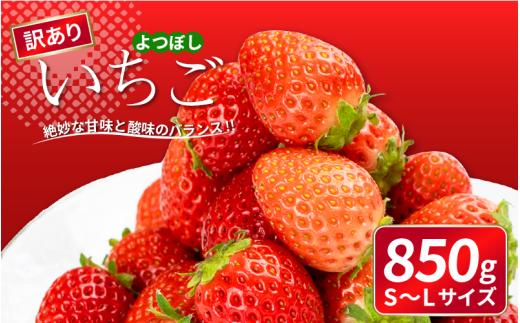 先行予約 訳あり いちご よつぼし 850g 果物 フルーツ 苺 ストロベリー ケーキ アイス シャーベット ジェラート ゼリー ジュース ジャム スムージー 洋菓子 和菓子 お菓子 おやつ フルーツサンド フルーツ大福 苺大福 不揃い 規格外 家庭用 人気 オススメ お取り寄せ グルメ 徳島県 阿波市 チタチタストロベリーファーム