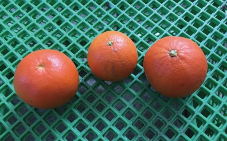 セミノール わけあり 訳あり 家庭用 みかん 数量限定 ミカン 訳あり品 サイズ混合 ご家庭用 / 岡農園のセミノール 約4kg【2027年3月下旬から4月下旬に順次発送予定】【mok009B】