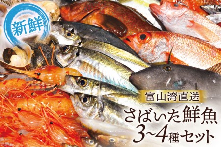 鮮魚セット 富山湾直送 さばいた鮮魚 刺身 鮮魚セット【3〜4種】【冷蔵】