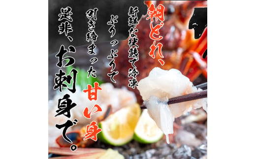 【伊勢海老】 活き伊勢海老1.6kg以上 1.6kg以上