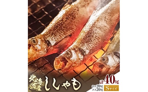 北海道産 ししゃも S40尾セット（オス20尾 メス20尾） 有限会社阿部水産《14日以内に出荷予定》北海道 日高町 国産 魚 シシャモ 魚介 海鮮 グルメ 食べ物