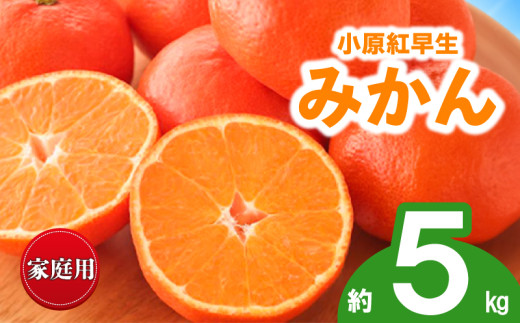 先行予約 みかん 蜜柑 約5kg 小原紅早生 小原紅早生みかん 柑橘 オレンジ 果物 フルーツ 果実 旬 家庭用 11月下旬～12月下旬 配送 香川県 丸亀市