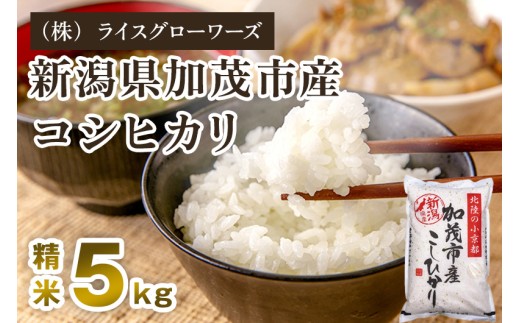 【令和7年産】新潟県加茂市産コシヒカリ 精米5kg 《順次出荷 》 新潟県産コシヒカリ 新潟産コシヒカリ 新潟コシヒカリ 新潟県産こしひかり 新潟産こしひかり 新潟こしひかり コシヒカリ こしひかり お米 白米 米  （株）ライスグローワーズ