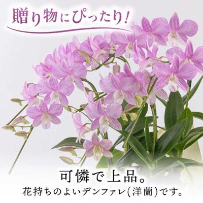 ふるさと納税 糸島市 【30セット限定】デンファレ(洋蘭)5本立ち《糸島》【和饗エコファーム株式会社】[AVI003] |  | 01