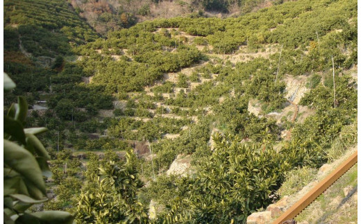 ＼光センサー選別／ 【訳あり】ちょこっと訳あり不知火デコポン 約5kg【ご家庭用】 先行予約 訳あり デコポン みかん ※2026年2月中旬より順次発送予定（お届け日指定不可）【nuk120D】