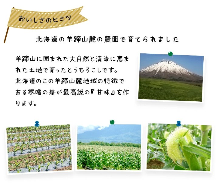 【令和8年産先行予約】朝採りとうもろこし 恵味ゴールド L-LLサイズ 10本【27001】
