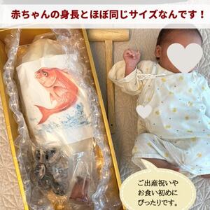 天然真鯛の塩釜(XL・無添加・木槌付)CAS冷凍!誕生日プレゼント、出産祝い、お食い初めに 訳あり [配送不可地域：離島]