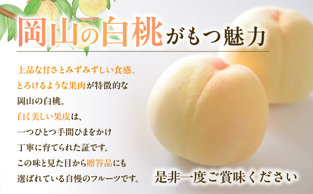 【2026年発送分 先行受付開始!】【定期便】びぜん白桃 贈答用セット 約1.5kg×4回発送(令和8年6月下旬~7月頃発送)【 岡山県備前市産 樹上完熟白桃  約1.5kg(5~7玉目安)×4回発送