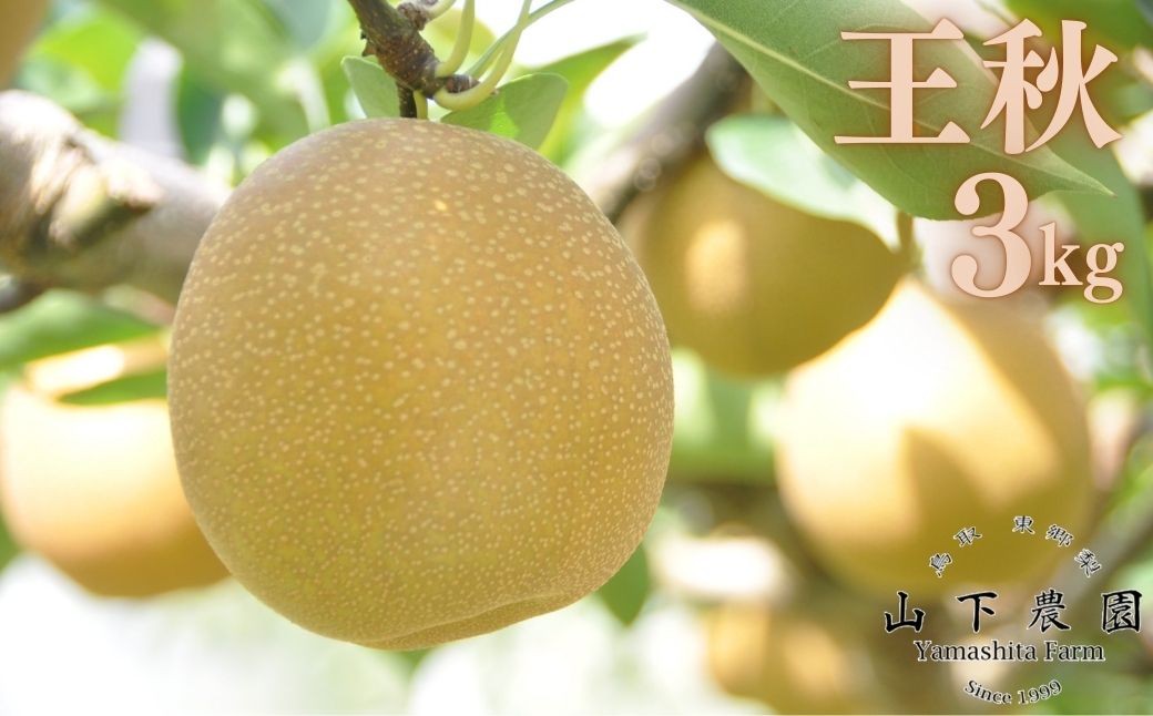 
                  213M.湯梨浜東郷産 王秋 3kg
                