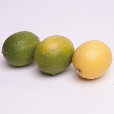 ふるさと納税 広川町 レモン2.5kg+250g(傷み補償分)【和歌山有田産】【防腐剤・WAX不使用、安心の国産レモン】 |  | 02